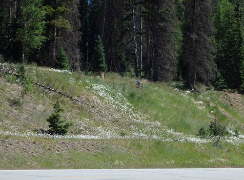 GDMBR: A waterfall of Daisies.